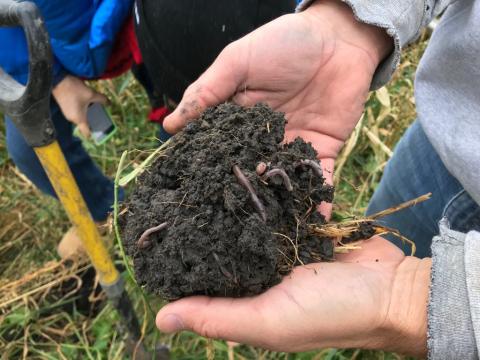 Earthworms in a field of cover crops.