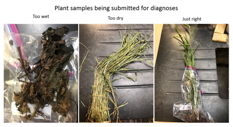 Examples of good and bad samples received at the Plant and Pest Diagnostic Clinic