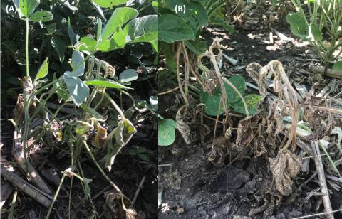 Soybean plants showing wilting and necrosis