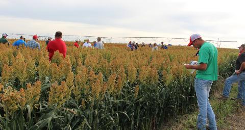 Farmers examine a field or irrigated sorghum at a Sorghum Field Day near Trenton in 2017. This year field days will be held near Trenton and Farwell.