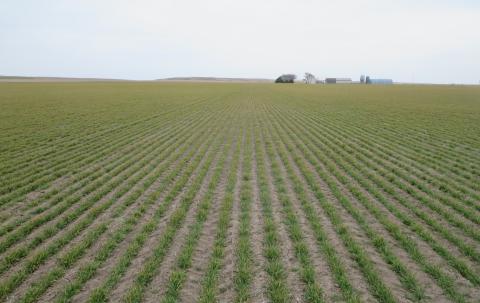 Field of winter wheat