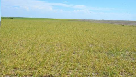 Severe wheat treak mosaic in Deuel County.