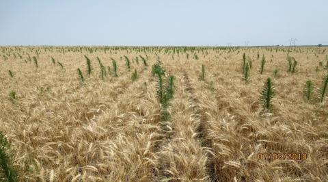 Weeds extending above mature wheat