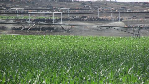 Irrigation in corn near a cattle feedlot with cattle