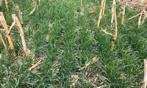 Cereal rye in corn stubble