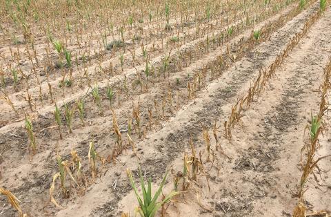 Figure 1. Field of early-planted corn that burned up due to drought conditions during the early season in 2017. (Photo by Strahinja Stepanovic) 
