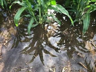 Corn in 1/2 inch of standing water