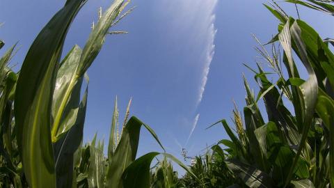 Corn under irrigation