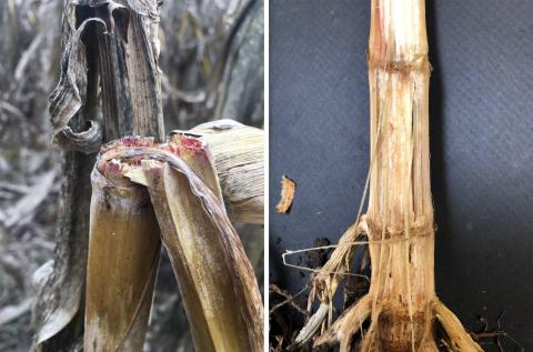 Left photo showing corn stalk breakage from Gibberela stalk rot and right photo showing corn stalk damage from Fusarium stalk rot.