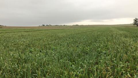 Cover crops in early October in southeast Nebraska
