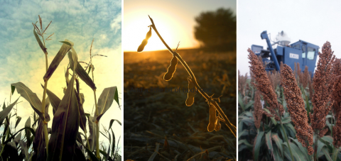 Composite photo of corn, soybean, and sorghum plants at harvest