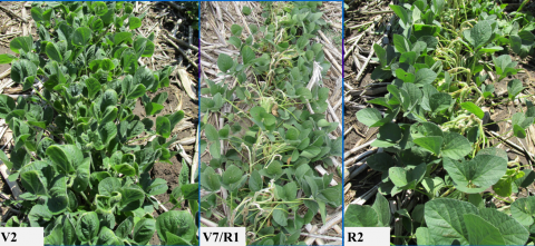 Dicamba injury at various growth stages