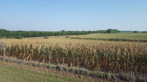 A field of drought-stressed corn in late July in Richardson County in southeast Nebraska. (Photo by Laura Thompson)
