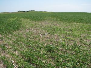 Field with severe SCN infestation