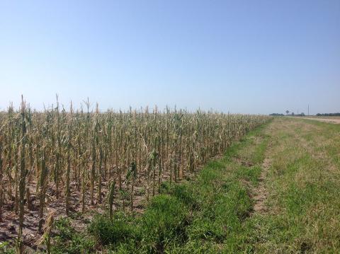 Corn field devastated by hail in a June 30 storm in southwest Nebraska. Links to full article