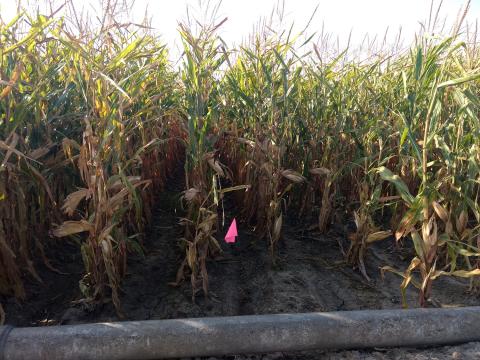 Pipe-irrigated corn in west central Nebraska