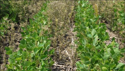 Photo of field trial studying management of glyphosate-resistant ragweed