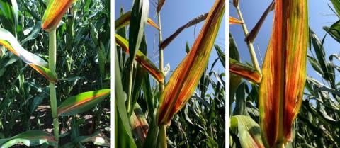 Corn leaves can turn red when the sugars from the photosynthesis process build up in leaves and stalks when there aren't enough kernels to store the sugar. (Photos by Megan Taylor)