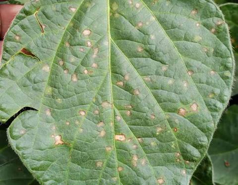 Frogeye leafspot on a soybean leaf