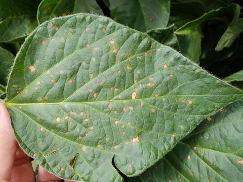 Frogeye leaf spot on a soybean leaf