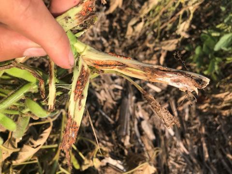 Soybean plant infested with orange gall midge.