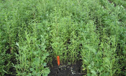 Glyphosate-resistant common waterhemp in soybean without a pre-emergence herbicide with multiple sites of action.