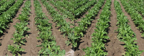 Sugarbeet replanting field trial