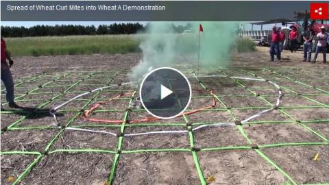 Screen capture of video demonstrating spread of wheat curl mite 