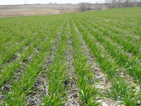 Winter wheat field in mid April