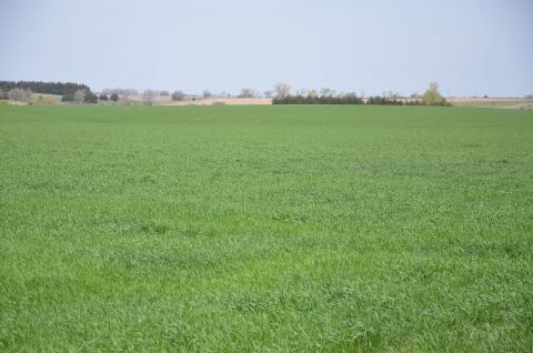 A typical wheat field in Nebraska early in the growing season.