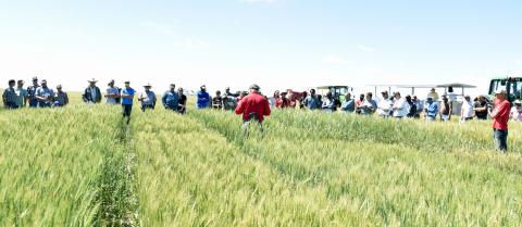 2018 wheat field day at the High Plains Ag Lab