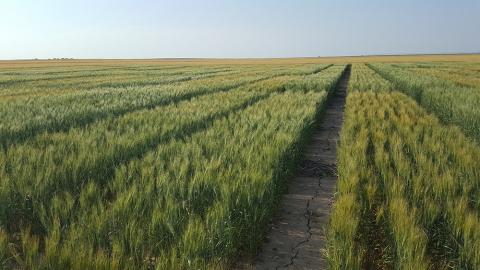 The first year of a winter wheat seeding date study was conducted in this Panhandle field in 2018. 