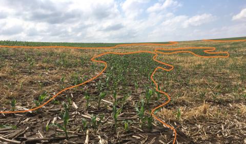 Figure 1. Rye cover crop planted in small sections of field for erosion control. Center photo shows a section of ground where cover crop did not establish with normally developing plants. Damaged corn plants were primarily restricted to areas where cover crop was present.