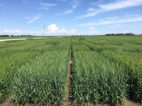 Figure 1. Winter wheat variety trial at the Eastern Nebraska Research and Extension Center, 2019. (Photos by Nathan Mueller)