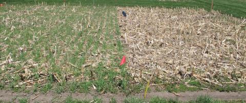Research plot with no-till corn residue, with left half planted to cereal rye in November 2018