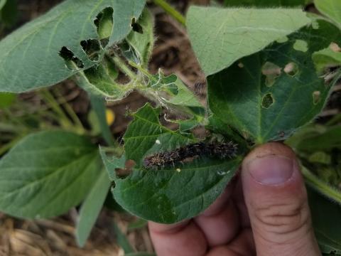 Thistle caterpillar on a soybean leaf