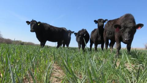 Cattle grazing cover crops