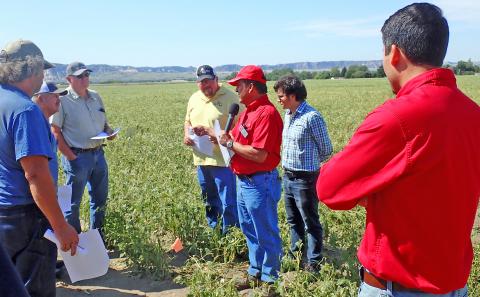 Carlos Urrea, dry bean breeding specialist at the Panhandle Research and Extension Center in Scottsbluff (center, in red shirt), stands in a hail-damaged dry bean variety plot at the Panhandle Center, during the annual Panhandle Ag Research and Technology Tour (PARTT) in August 2019.