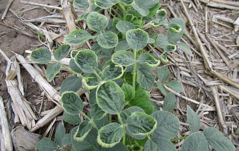 Soybean damage from application of micro-rates of dicamba pesticide.
