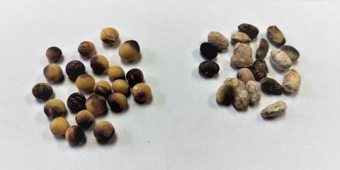 Soybeans with purple seed stain (left) and soybeans showing signs of seed decay due to Phomopsis disease complex. (Photo by Jenny Rees)