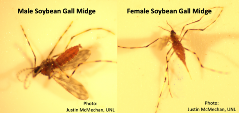Figure 1. Male soybean gall midge (left) and female soybean gall midge (right). Female has a point abdomen due to its ovipositor whereas males have a clasping organ at the end of the abdomen. Males are of no threat to this year’s soybean crop.