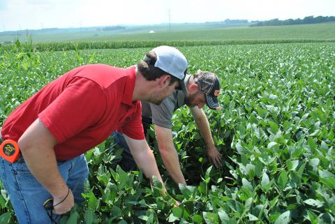 Extension Educator Nathan Mueller and grower Ryan Siefken scout an on-farm soybean research plot in eastern Nebraska. (Photo by Laura Thompson)