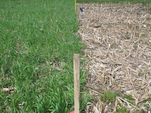 Figure 1. A research plot at the university’s Eastern Nebraska Research and Extension Center (ENREC) near Mead on May 13, 2019. The entire plot is covered with no-till corn residue. The west half also is covered with a November 17 planted cereal rye cover crop. Soil temperatures 2 inches deep were recorded in each half, but were essentially the same, so are averaged in this report.  
