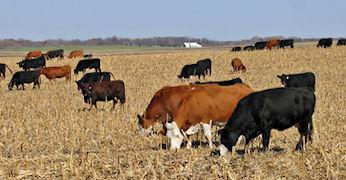Grazing an additional 10% of available acres of corn residue could increase income for crop producers by more than $6 million.  (Photo courtesy of USDA)