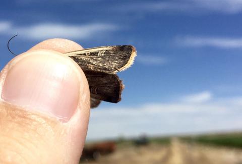 A cutworm moth captured in the field.