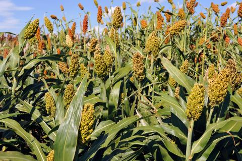 ARS scientists have discovered genes in sorghum that can double the amount of grain that the plant produces. (Photo by Robert Klein, USDA ARS)
