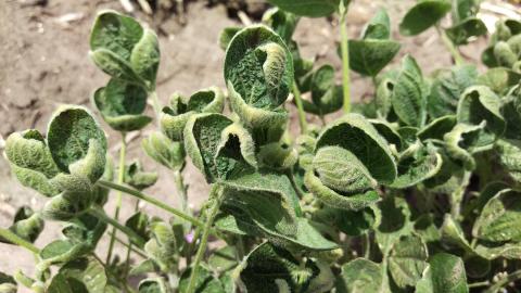 Suspected off-target dicamba injury to soybean. Cupped leaves are often indicative of dicamba injury. (Photos by Amit Jhala)