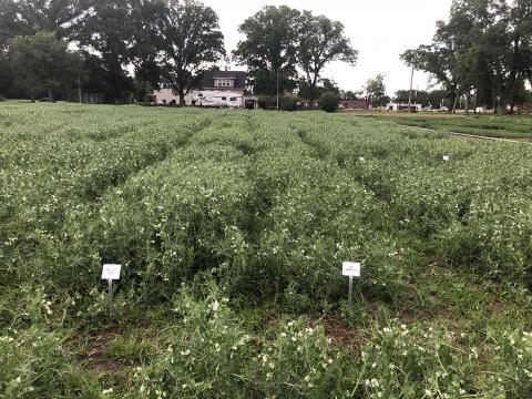 Field pea variety trial plot in Lincoln County, summer 2019.