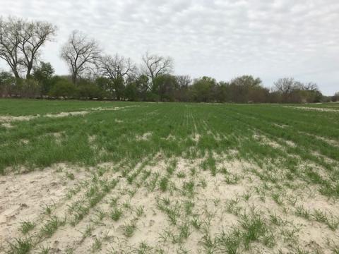 Figure 1. This wheat field just off the Cedar River near Fullerton has 4-6 inches of sediment from spring flooding. Prevented planting and cover crops can help protect against soil erosion and provide feed for cattle. (Photo by Megan Taylor)