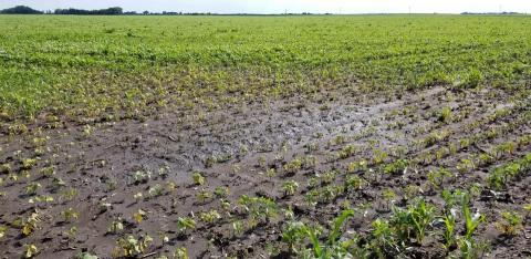 Figure 1. The degree of damage from standing water in this field will depend on several factors and likely will lead to direct yield losses or indirect losses from increased disease pressure.